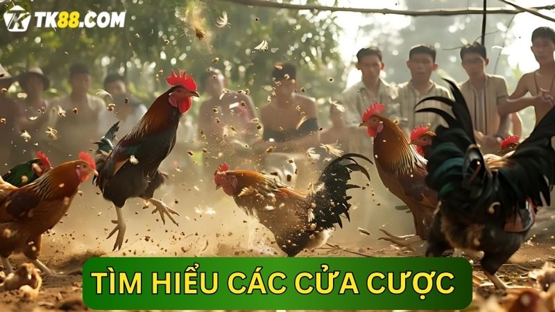 Tìm hiểu các cửa cược Đá gà TK88