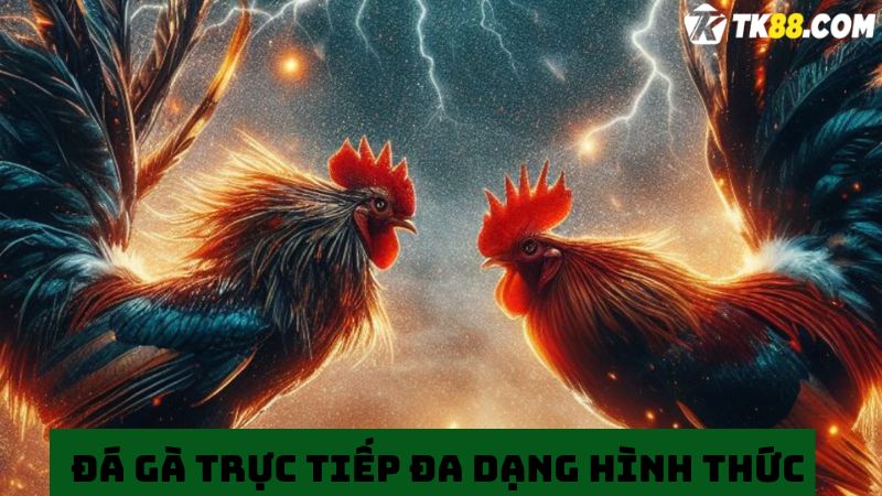 Xem trực tiếp đá gà TK88